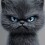 zorncat